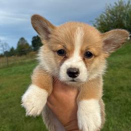 Tater - Red male Pembroke Welsh Corgi puppy in Delton, Michigan from CorGizmo
