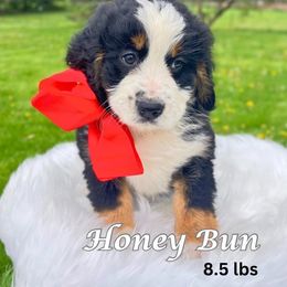 Bernedoodle Puppies from Abby Hamilton