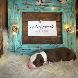 Australian Shepherd Puppies from Black Cow Kennels