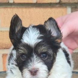 Sugar - Parti female Yorkshire Terrier puppy in Gaylesville, Alabama from Sweet Alabama Yorkies