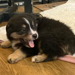 Cole - Black tri male Miniature Australian Shepherd puppy in Luling, Texas from Little Wood Toy and Mini Aussies