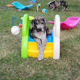 Butch - Merle male Great Dane puppy in Miamisburg, Ohio from Iron Horse Kennel
