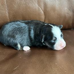 Beatrice - Black tri female Toy Australian Shepherd puppy in Lame Deer, Montana from Bar M Toy Aussies