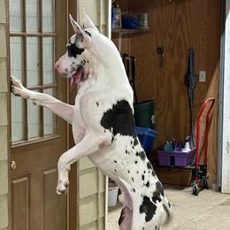 Humphrey - Great Dane