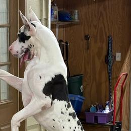 Humphrey - Great Dane