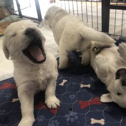 Golden Retriever Puppies from Reel Ridge Farm