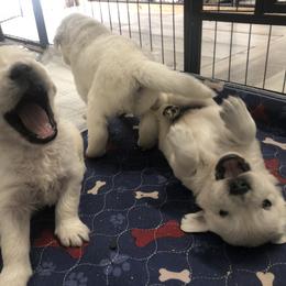 Golden Retriever Puppies from Reel Ridge Farm