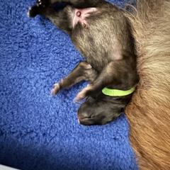 Belgian Tervuren Puppies from Moonlight Tervuren