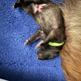 Belgian Tervuren Puppies from Moonlight Tervuren