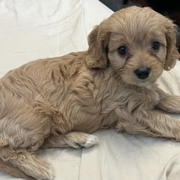 Beau - Brown male Cavapoo puppy in Pensacola, Florida from Pensacola Blue Cavapoos