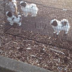 Japanese Chin Puppies from Montra Japanese Chin