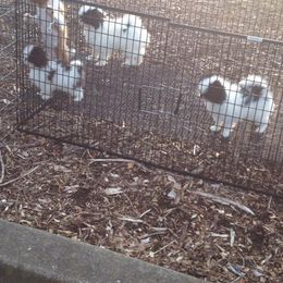 Japanese Chin Puppies from Montra Japanese Chin