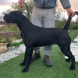 Moon - Cane Corso