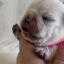 French Bulldog Puppies from Alyssa Twichell