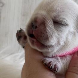 French Bulldog Puppies from Alyssa Twichell