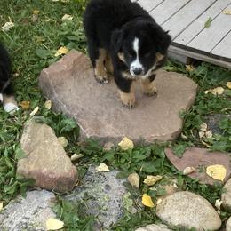 Miniature Australian Shepherd Puppies from L/N’s Bunkhouse