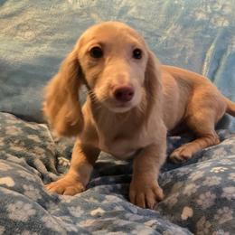 Mocha's cream boy - Cream male Dachshund puppy in Wheatfield, Indiana from Wines Wienery