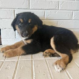Shadow - Black tri male Miniature Australian Shepherd puppy in Payson, Utah from Spring Creek Aussies + Corgis