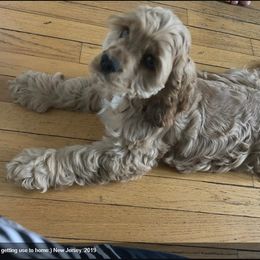 Cocker Spaniel Puppies from Chloe's Cocker Spaniels