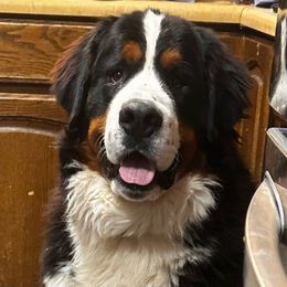 Beau - Bernese Mountain Dog