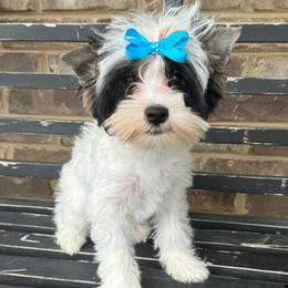 Luna - Biewer Terrier