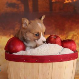 Pembroke Welsh Corgi Puppies from 3W Corgis