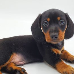 Dachshunds from AKDachshunds