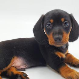 Dachshunds from AKDachshunds