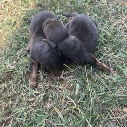 Girl 2 - Black and tan female Bloodhound puppy in Tahlequah, Oklahoma from HNH Hounds