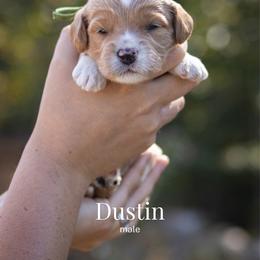 Dustin - Apricot male Goldendoodle puppy in Acton, Maine from Silver Pines Pups