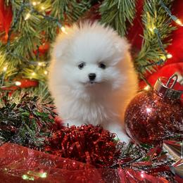 Flurry - White male Pomeranian puppy in Titus, Alabama from Harmony Pomeranians
