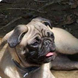 Punkin - Pug