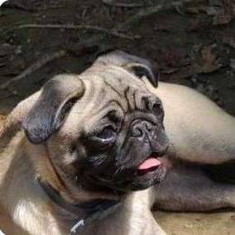 Punkin - Pug
