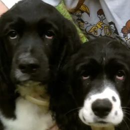 English Springer Spaniels from Spring of Joy Kennel