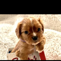Cavalier King Charles Spaniel and Cavapoo Puppies from Texas Cavalier King Charles Spaniels Manard Enterprises