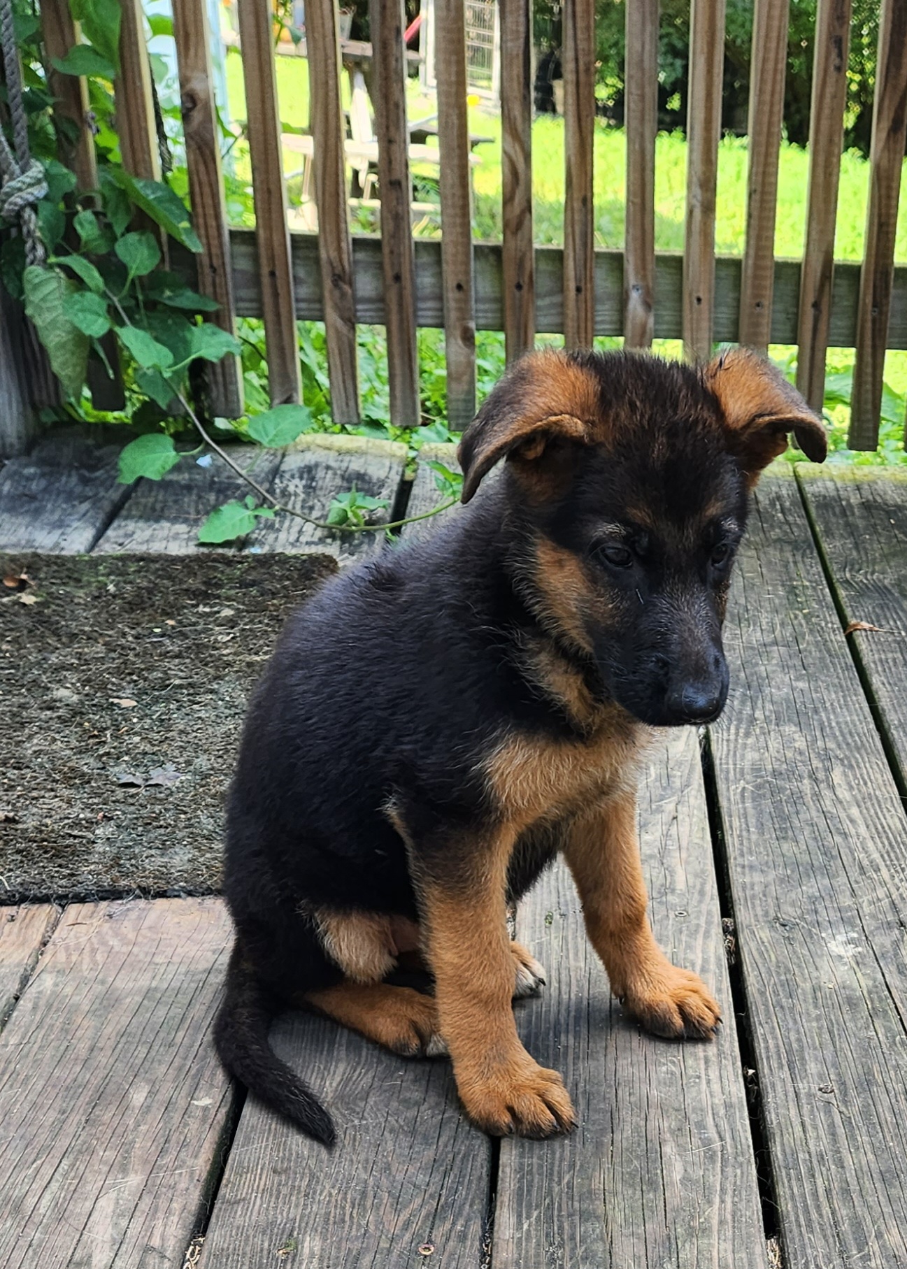 Lucy (TRAINED SERVICE DOG) - Black and red German Shepherd puppy in Jamesville, New York from Mark Carfagno's Pups