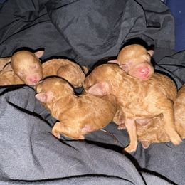 Assorted Doodle Crosses puppies from Little Red Doodle Co.