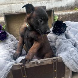 Nera - Fawn sable female Belgian Malinois puppy in Chino, California from BlueStone K9