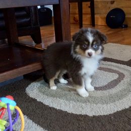 Miniature Australian Shepherd Puppies from Taylor Made Aussies