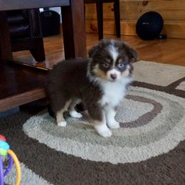 Miniature Australian Shepherd Puppies from Taylor Made Aussies