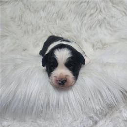 Lady Grey - Black tri-color female Australian Shepherd puppy in California from Skiba Aussies