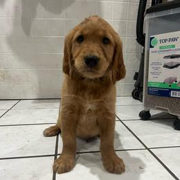 Henry - Dark golden male Golden Retriever puppy in Princeton, Minnesota from North Country Goldens