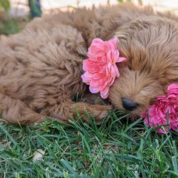 Goldendoodle Puppies from Ruby's Doodle Doos