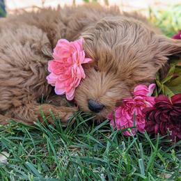Goldendoodle Puppies from Ruby's Doodle Doos