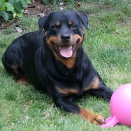 Nakai - Rottweiler