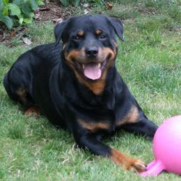 Nakai - Rottweiler