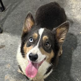 Mae - Pembroke Welsh Corgi