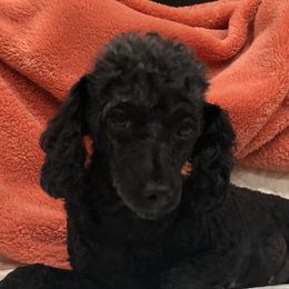Sophia - Poodle