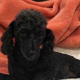 Sophia - Poodle