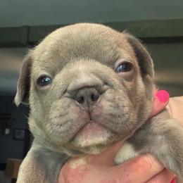 Sully - Blue male French Bulldog puppy in Franklin, Pennsylvania from Falco’s Frenchies